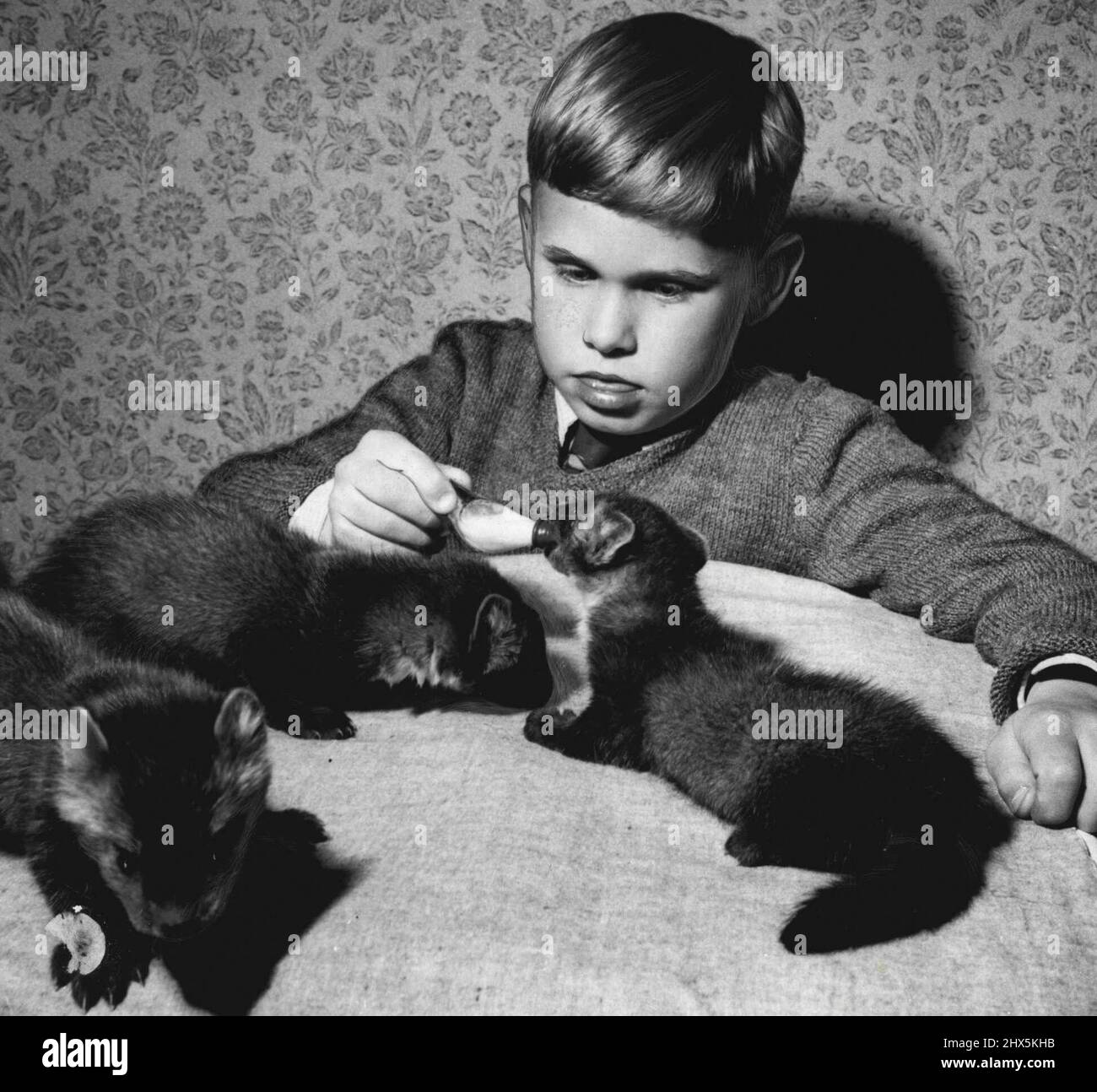 Baby Russian sables at London zoo. Their fur is among the most valuable