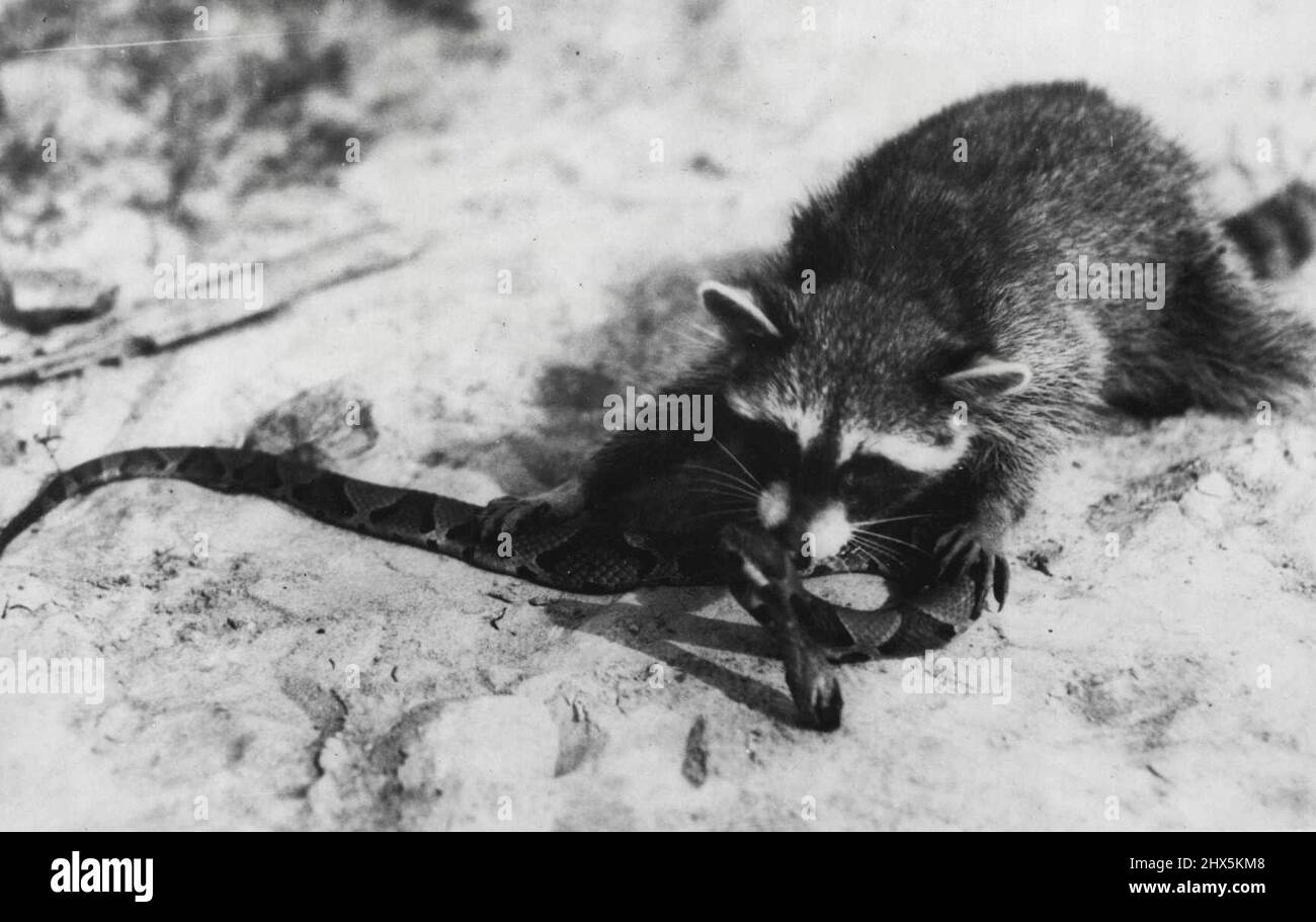 Snake Raccoon Raccoon swamp hi-res stock photography and images - Alamy