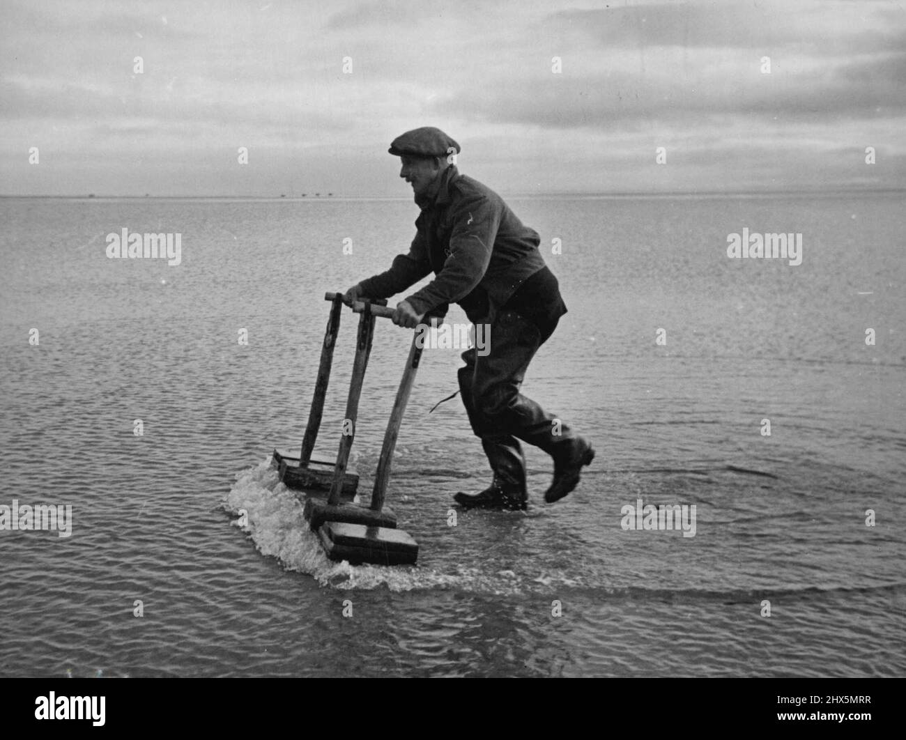 He Hears The Cockles Singing -- For sixty years, old Tom Wilson has been listening to cockles singing on the sandbanks of Morecambe Bay, Lancs. 'Sing?' says Tom. 'Sometimes they're as noisy as the whistle, of a train.' Twice a day for sixty years he has led his donkey and cart on the six-mile walk to the sands from the village of Flookburgh. With him he takes his jumbo - a wooden device like a couple of cricket wickets. When he rocks the jumbo to and for the cockles are coaxed to the surface and Tom's son, Harold, gathers them in. January 7, 1948. Stock Photo
