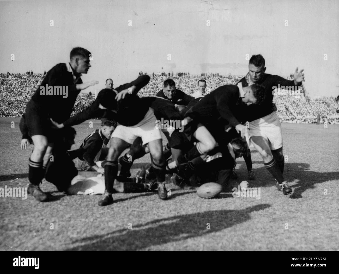 All Blacks in Durban - Wilcox, New Zealand forward, barges his way through a loose scrum during the Match between the all Blacks and the South African Springboks in Durban September 3. Springboks won by 9 points to 3. September 20, 1949. (Photo by Associated Press Photo). Stock Photo