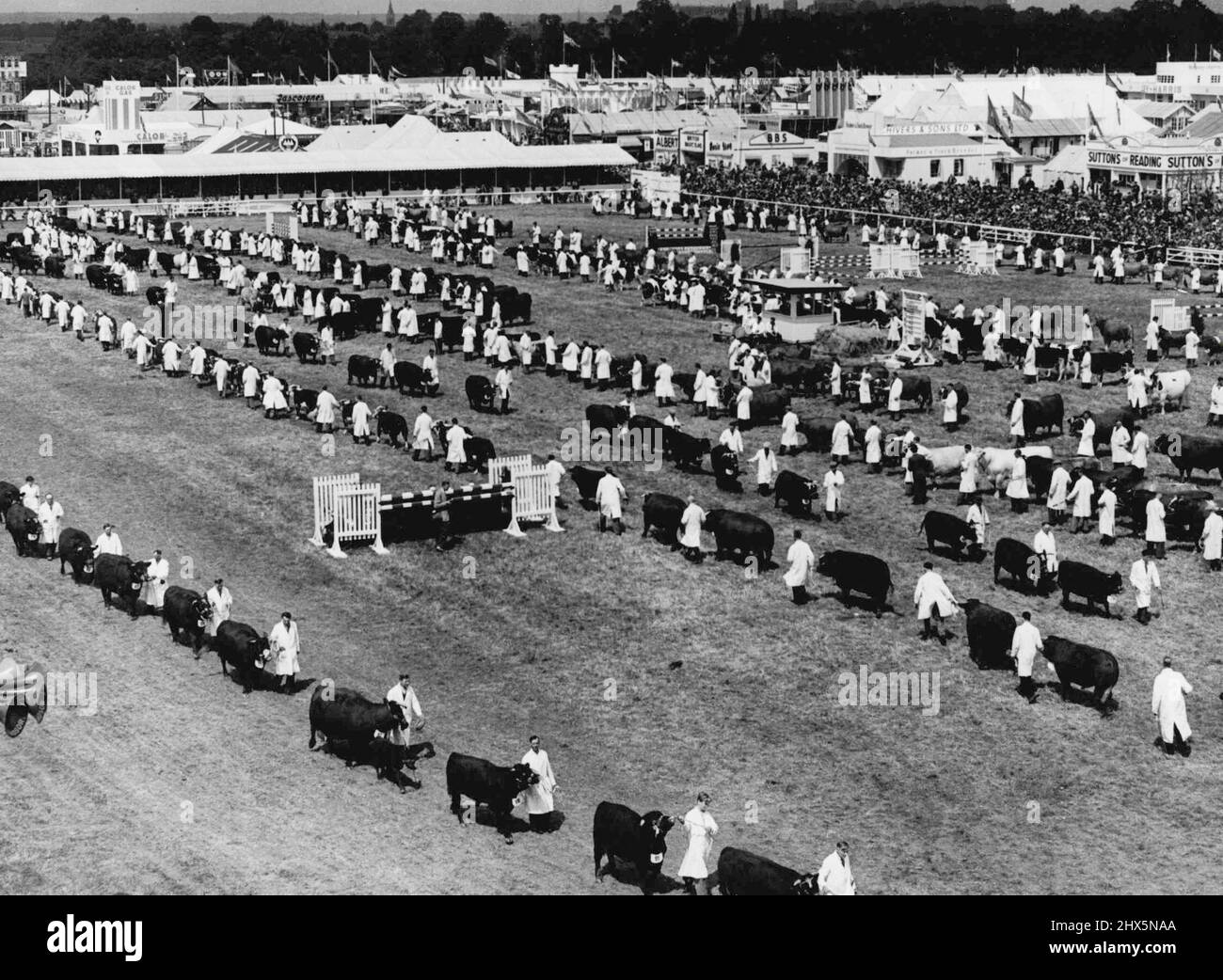 Royal Show, Windsor -- General view of the cattle being paraded at the Royal show to-day. These things happened at the Royal Show among the oaks of Windsor Great Park today. The Queen arrived for an official visit, and four Royal Parties toured the show ground at the same time. July 7, 1954. (Photo by Daily Mail Contract Picture). Stock Photo