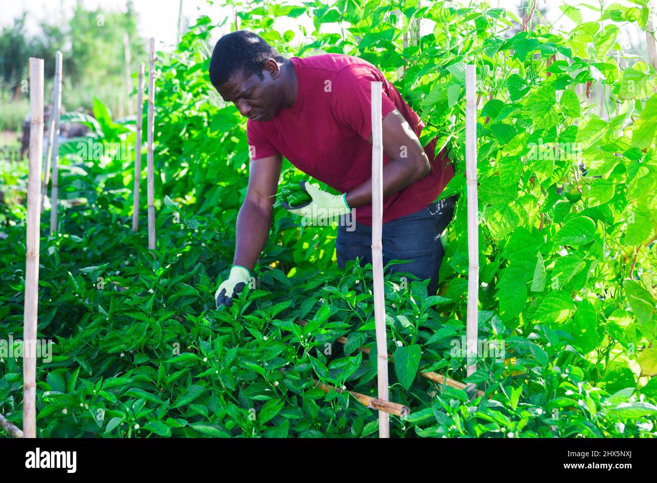 Hired worker collects crop of bell peppers on the beds of plantation ...