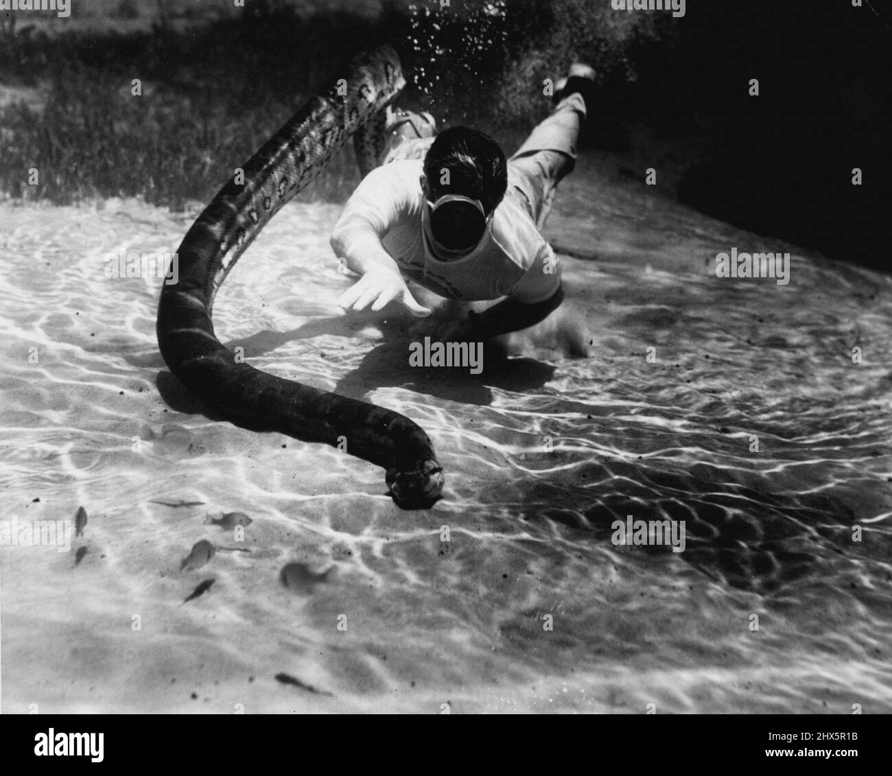 Anacondas (Snakes) Snakes Animals. May 23, 1955. (Photo by Mozert