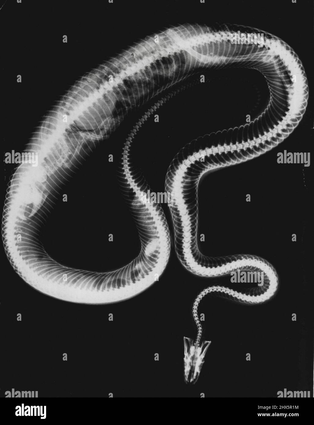 A bit on the startling side is this X-Ray study of a Rattlesnake digesting a prairie dog. July 29, 1955. (Photo by United Press). Stock Photo