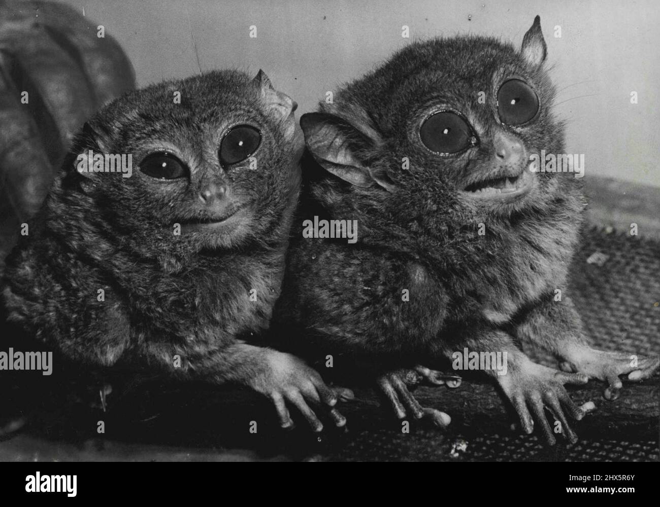 Our Distant Relatives -- One of the tiny Tarsiers at the London Zoo. Note  the resemblance of their paws to the human hand. Three small animals which  recently arrived at the London