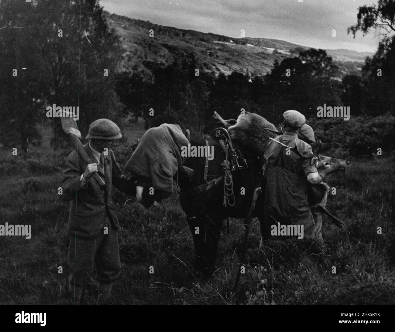 Stag Hunting - Sport - Misc. January 09, 1944. (Photo by Paul Popper). Stock Photo