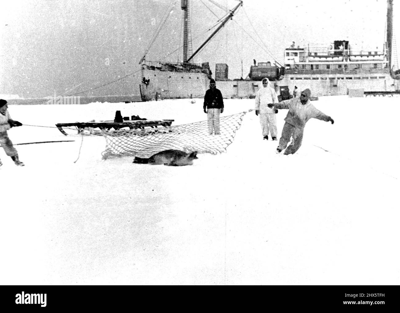 Explorers Net Seal - Members of the Byrd Antarctic expedition are shown at their base in little America as they maneuvered a, fishing net around an obstreperous seal. After considerable work, the animal was trapped. Seamen sometimes use them for food but this one may be destined for an American zoo. March 12, 1940. (Photo by Associated Press Paramount News Photo). Stock Photo