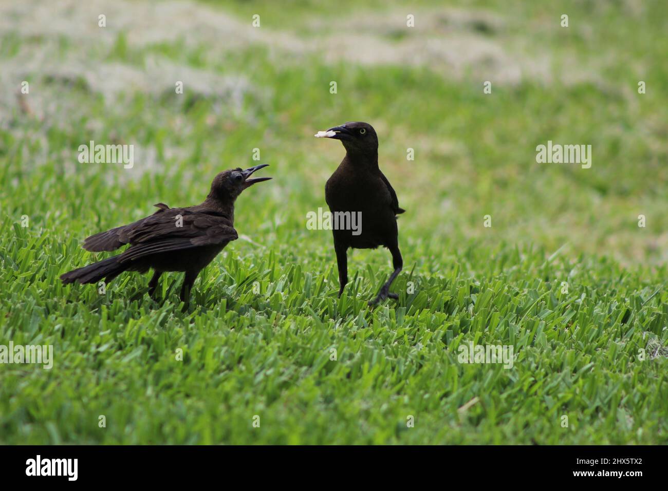 Great-tailed grackle mother feeds offspring Stock Photo