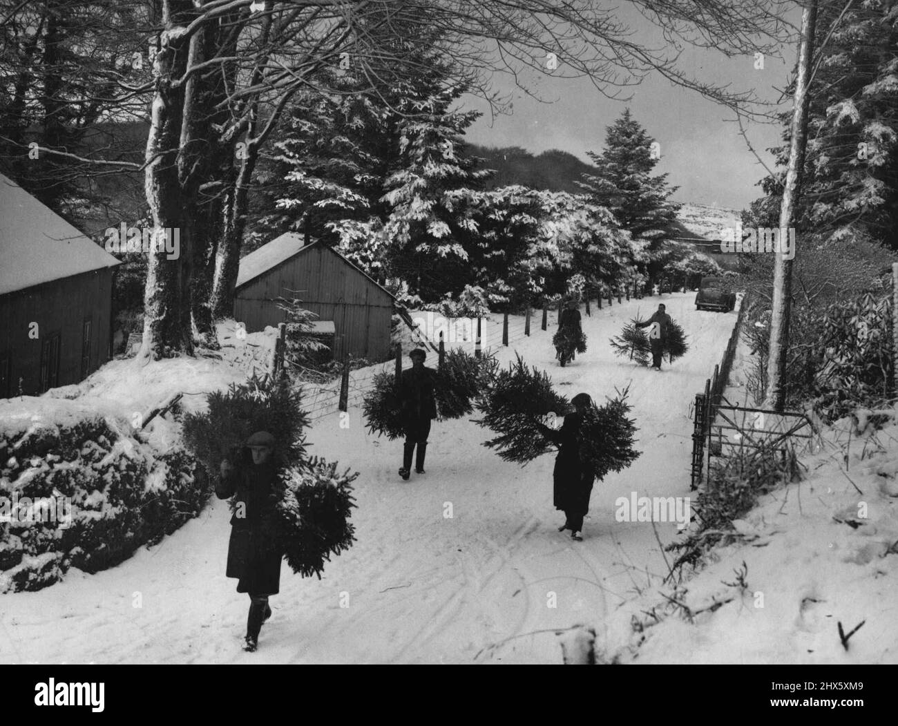 Bringing In The Christmas Trees. The snow covered country ***** provides a real Christmas scene in this ***** of foresters bringing in the Christmas trees. At Burrator on Dartmoor. ***** are cut here to supply ***** in Plymouth. Yet in Plymouth itself people ***** of them. January 08, 1951.;Bringing In The Christmas Trees. The snow covered country ***** provides a real Christmas scene in this ***** of foresters bringing in the Christmas trees. At Burrator on Dartmoor. ***** are cut here to suppl Stock Photo