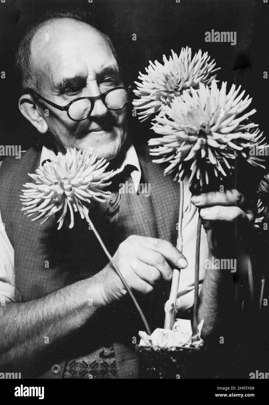 The touch of an expert. Mr. Bert Tilbury, of Ringwood, arranging his miniature cactus dahlias at the Royal Horticultural Society's show in the Melbourne Town Hall today. Mr. Tilbury has been showing dahlia ***** 20 years, and 60 *****. April 04, 1951. Stock Photo