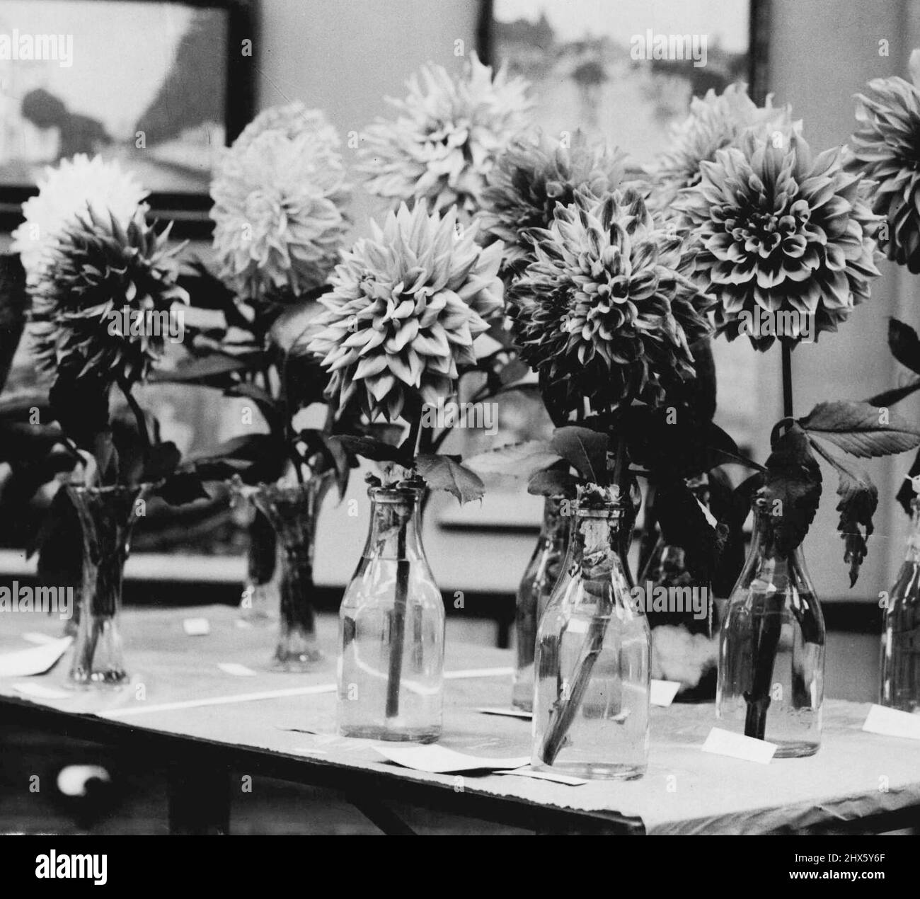 Some of the Blooms exhibited of Anthony Hordern Dahlia Show. March 23, 1936. Stock Photo