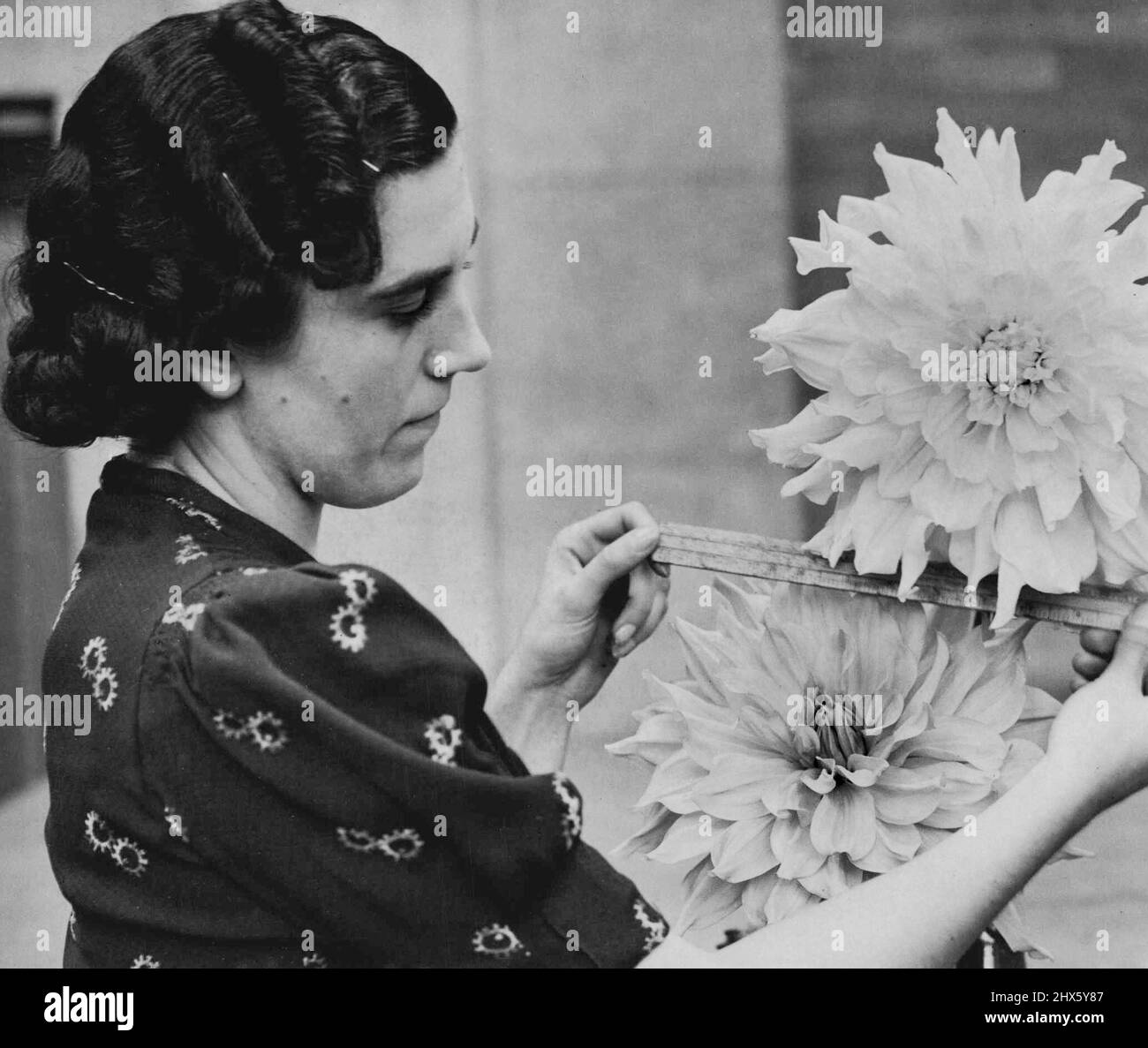 Giant Dahlias On Show -- Measuring giant dahlias at the Royal Horticultural Society's Show of autumn flowers, at Westminster today (Tues.). October 11, 1938. (Photo by LNA) Stock Photo