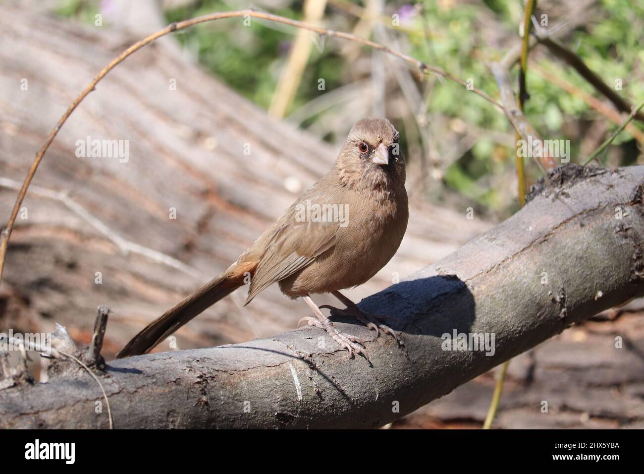 Albert's Towhee or Melozone aberti perching on branch at the Riparian water ranch in Arizona. Stock Photo