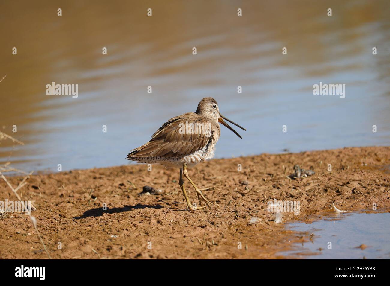 Long-billed dowitcher or Limnodromus scolopaceus standing on bank of a pond at the Riparian water ranch in Arizona. Stock Photo
