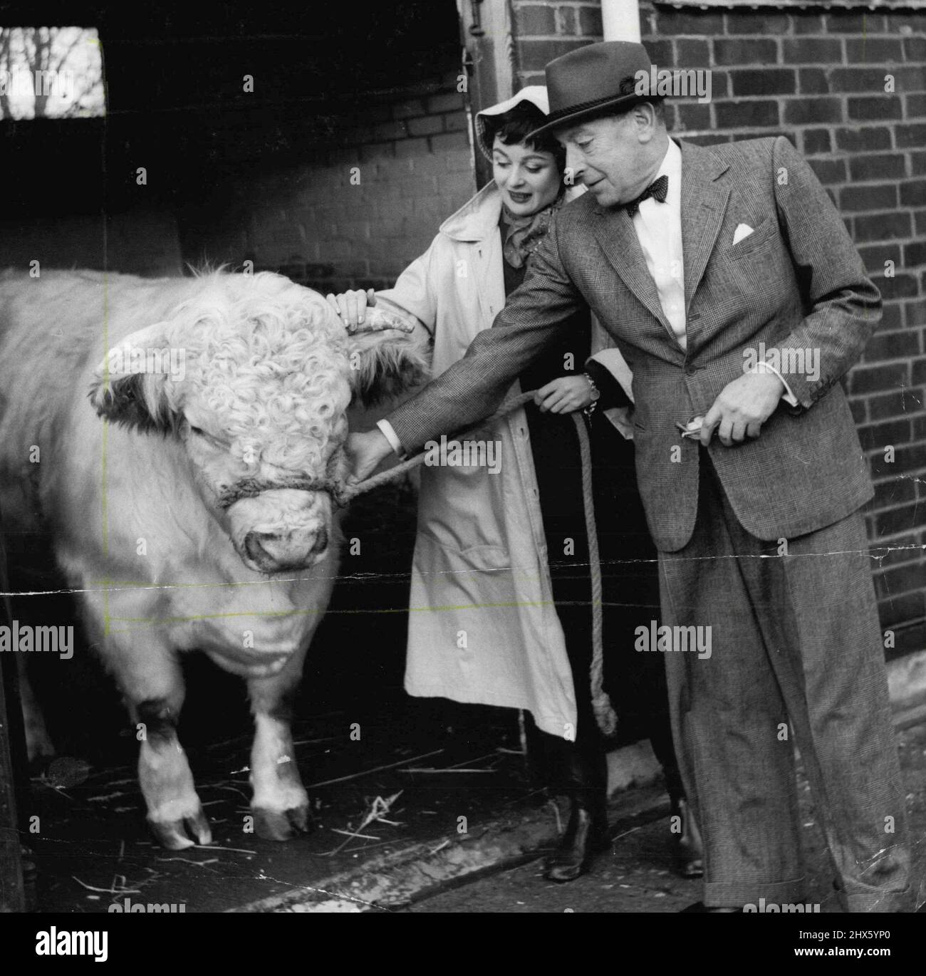 Sir Cedric And Lade Hardwicke -- 4 & 5. Sir Cedric and Lady Hardwicke take Ballechin Barney a pedigree bull of the famous Kybo herd for a walk - Sir Cedric remarked that for a pedigree bull 'Barney could give a few marks on placid temperament to many a film producer'. Barney's value is also in the film star class - his stable companion was just recently sold to the Argentine for nearly 6,000 pounds. December 21, 1954. (Photo by Jack Esten).;Sir Cedric And Lade Hardwicke -- 4 & 5. Sir Cedric and Stock Photo