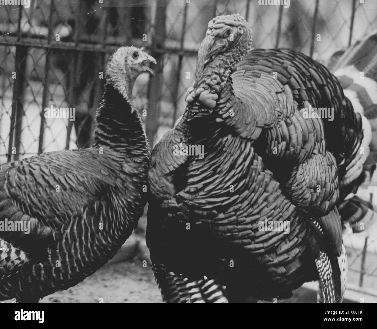 Gobblers are not responsible for the phrase 'talking turkey' (verbal Showdown). Such harmless creatures can only squawk -- or gossip. Here they are gossiping. At least Mrs. Turkey is, as becomes a female of the species while her stately hubby keeps an appraising eye on the party gossiped about. March 22, 1941. (Photo by J.P.L. Photo).;Gobblers are not responsible for the phrase 'talking turkey' (verbal Showdown). Such harmless creatures can only squawk -- or gossip. Here they are gossiping. At l Stock Photo