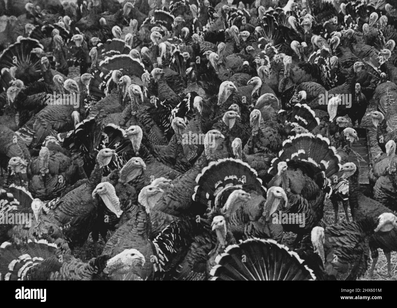 Xmas Birds Of Paradise -- Not as you might suppose, a ministry of food official's nightmare, but merely a collection of turkeys as far as the eye can see. Any one of these birds would grace the average family table and the Yorkshire farmer when is rearing then hopes to get the lot to market. Fear of Turkey-rustlers keeps him. It literally awake at night, and the same fear makes the name and the exact location of 'turkey town' a top secret. November 8, 1949. (Photo by Fox Photos).;Xmas Birds Of P Stock Photo