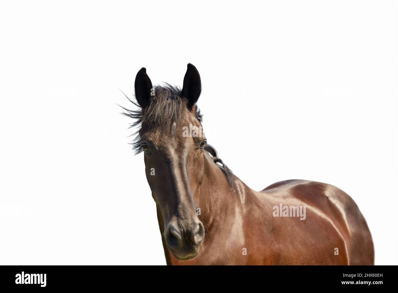 Portrait of a young dark bay horse in front of a white background Stock Photo