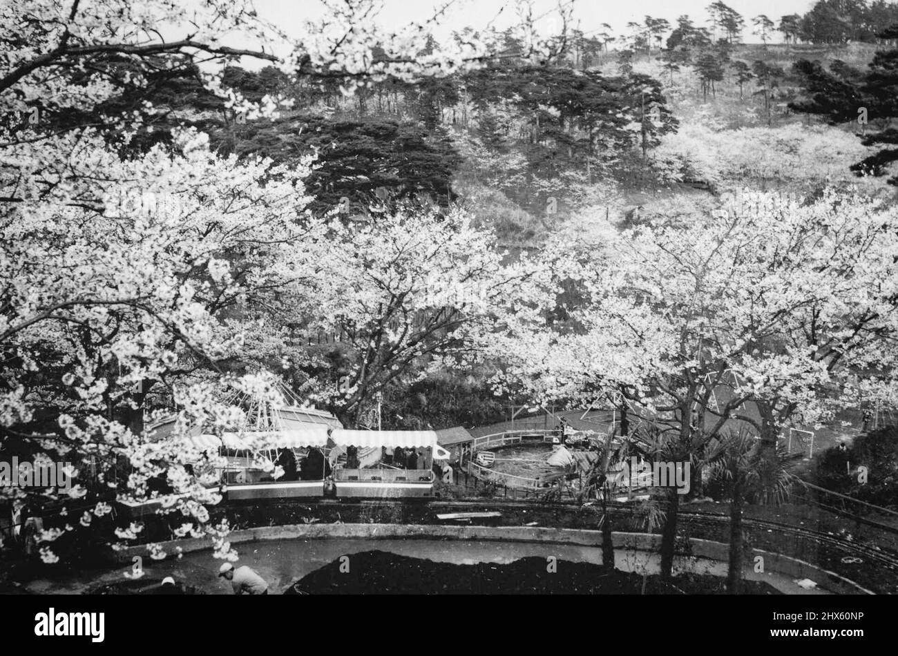 Thousands of Japanese flocked to see the annual cherry blossoms which mark the beginning of spring. But, in many parts of Japan, the festival was ruined by pouring rain and unseasonable cold. April 26, 1955. Stock Photo