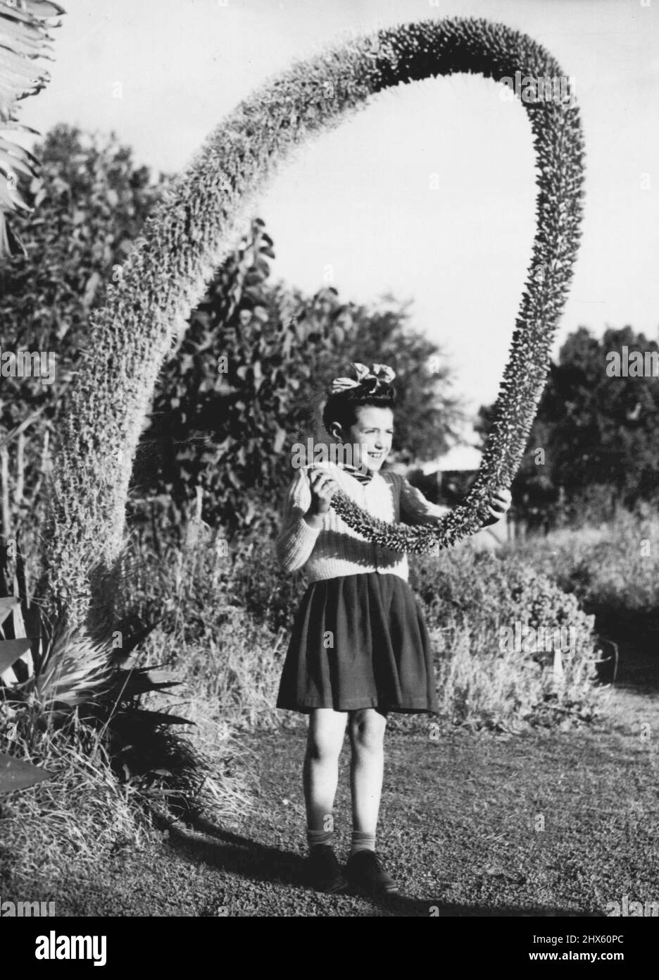Cactus - Flowers. August 08, 1949. Stock Photo