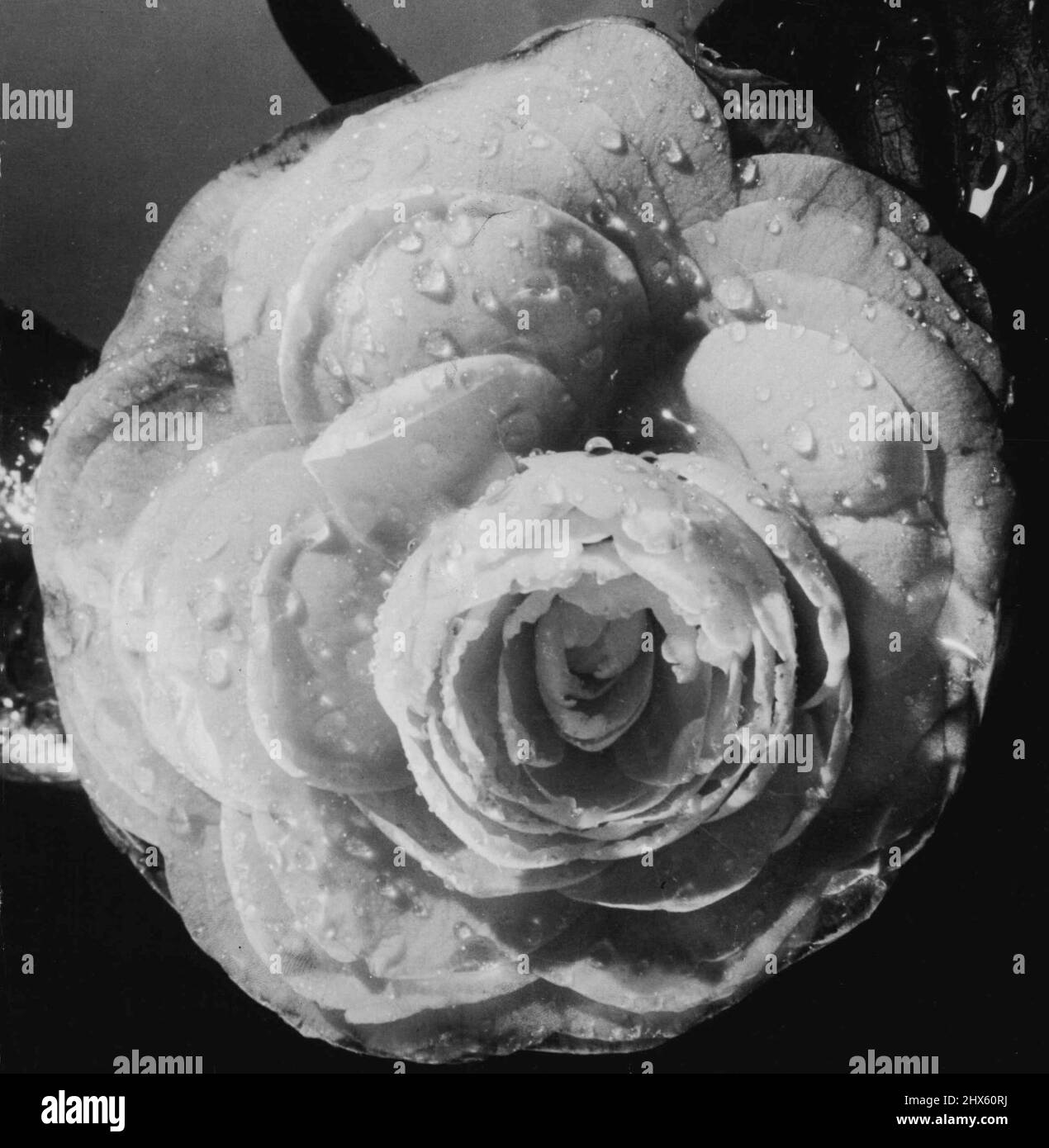 Sparkling crystals against the white of a camellia. Raindrops on the tender flower petals. - Another gem from 'The Sun' exhibition. November 29, 1935. Stock Photo