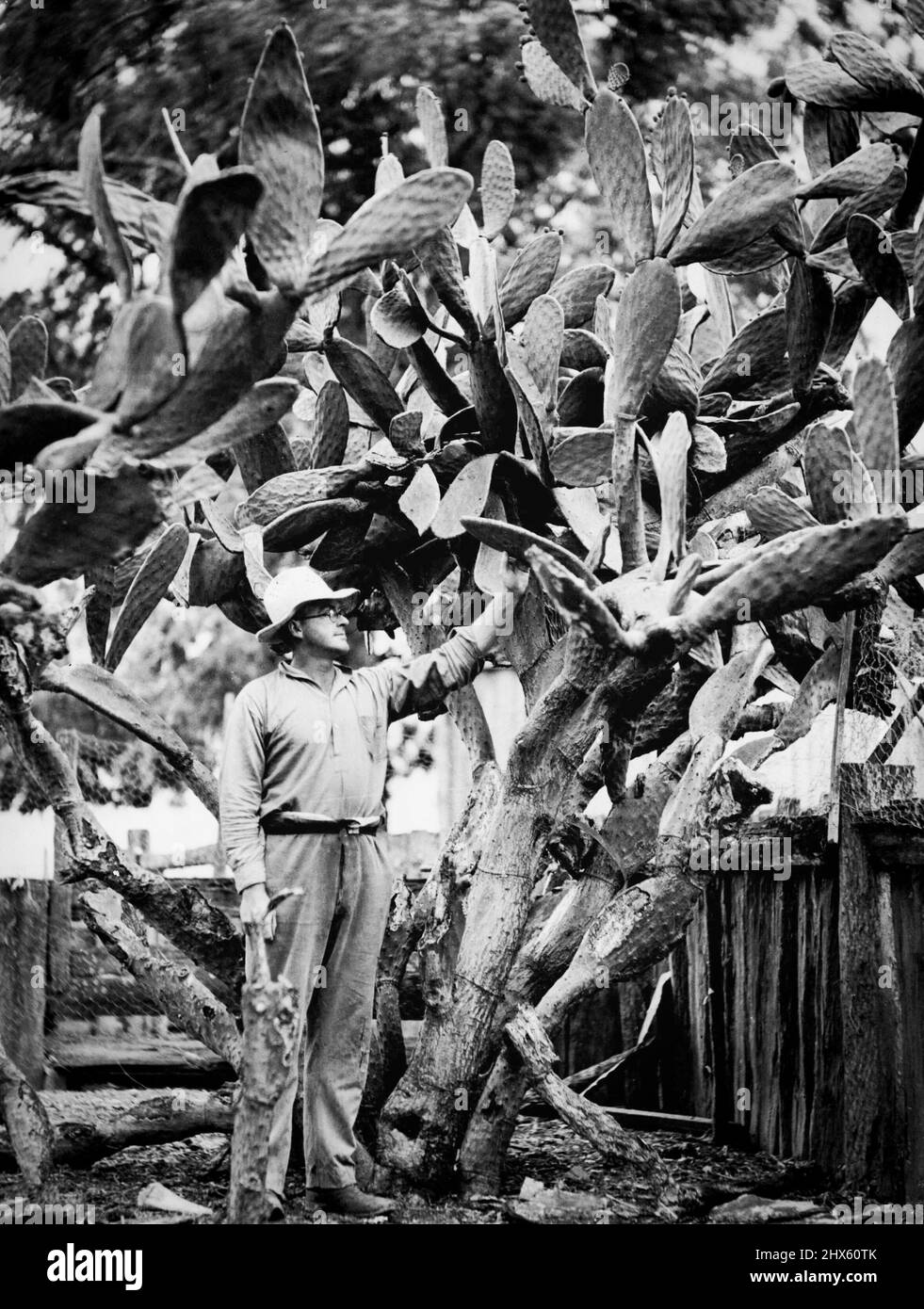 One of several Giant Cactus over 12 feet high growing on Mr. Tyes property near Riverstone. November 11, 1935. Stock Photo
