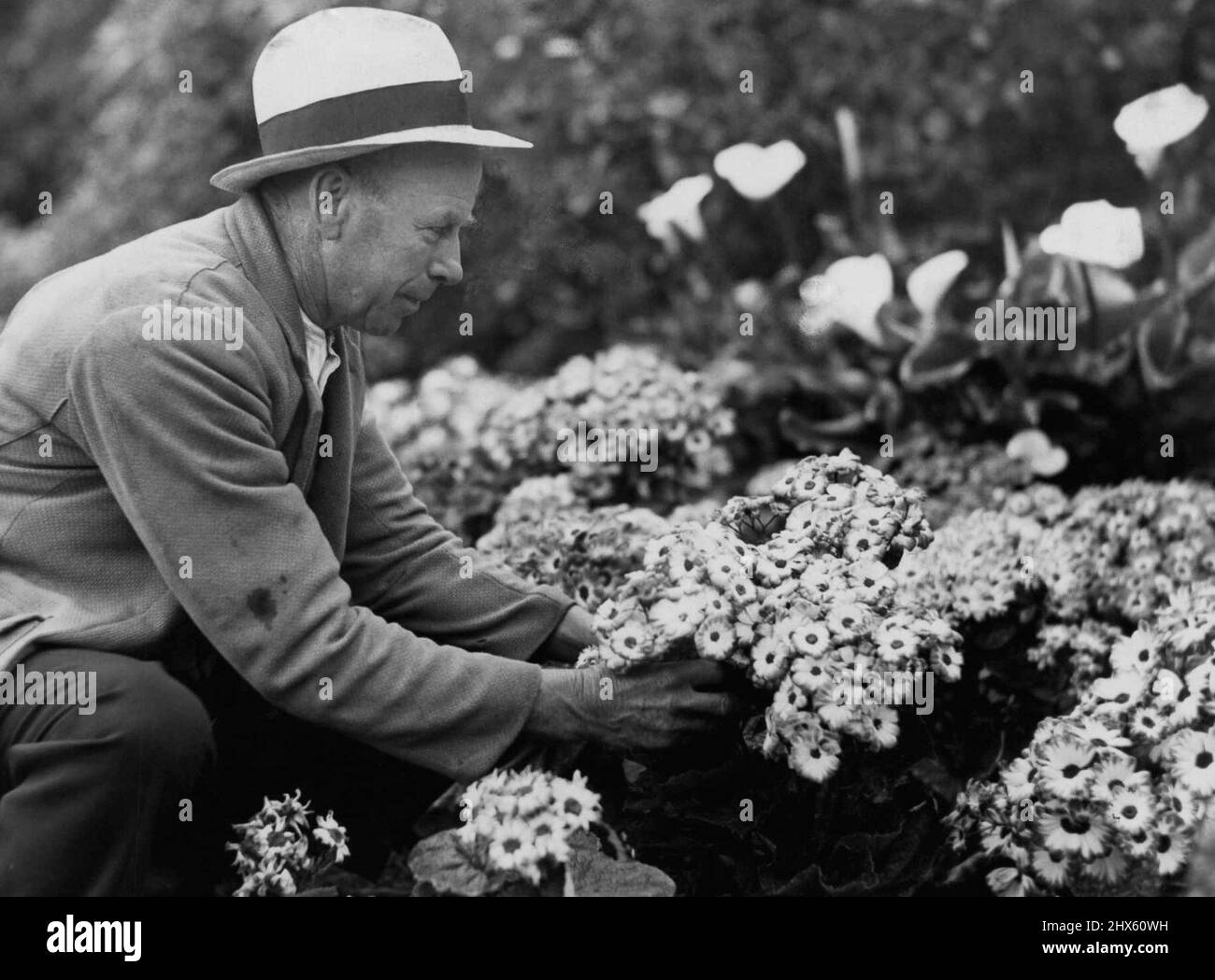 Cinerarias... beware of leafminer. September 11, 1935. Stock Photo