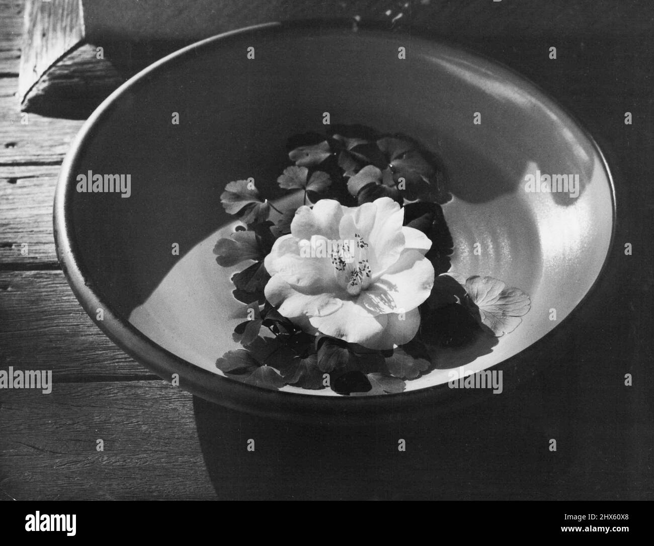 Camellia Cho Cho San welcomes the visitors at the door. Camellia Cho Cho San ('Madame Butterfly') in float bowl with aquilegia foliage placed as a welcome to visitors at the front door. September 07, 1955. Stock Photo
