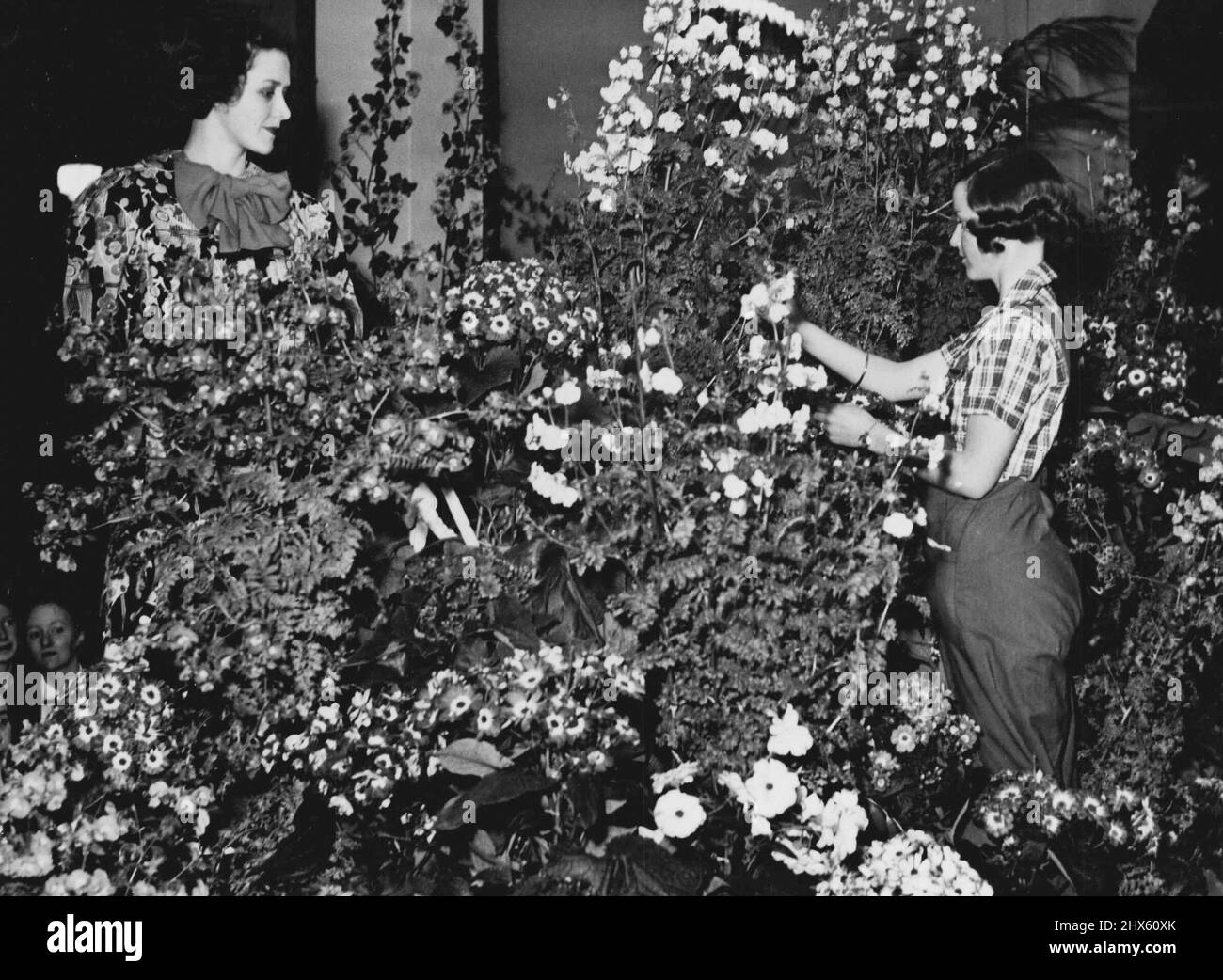 Cineraria from Sydney ***** garden is being sold at the ***** store in ***** childrens *****. September 26, 1938. (Photo by Alec Iverson/Fairfax Media) Stock Photo