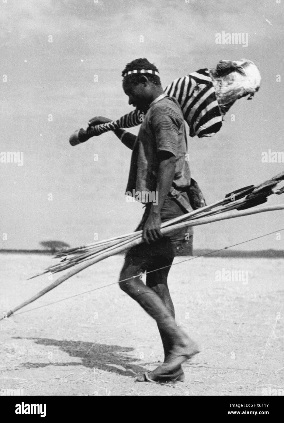 His Share Of The Kill One Leg Of The Zebra An African Bushman Of Tanganyika Returning Home With His Share Of The Kill One Leg Of A Zebra He His Share Of The Kill One Leg Of The Zebra An African Bushman Of Tanganyika Returning Home With His Share Of The Kill One Leg Of A Zebra He