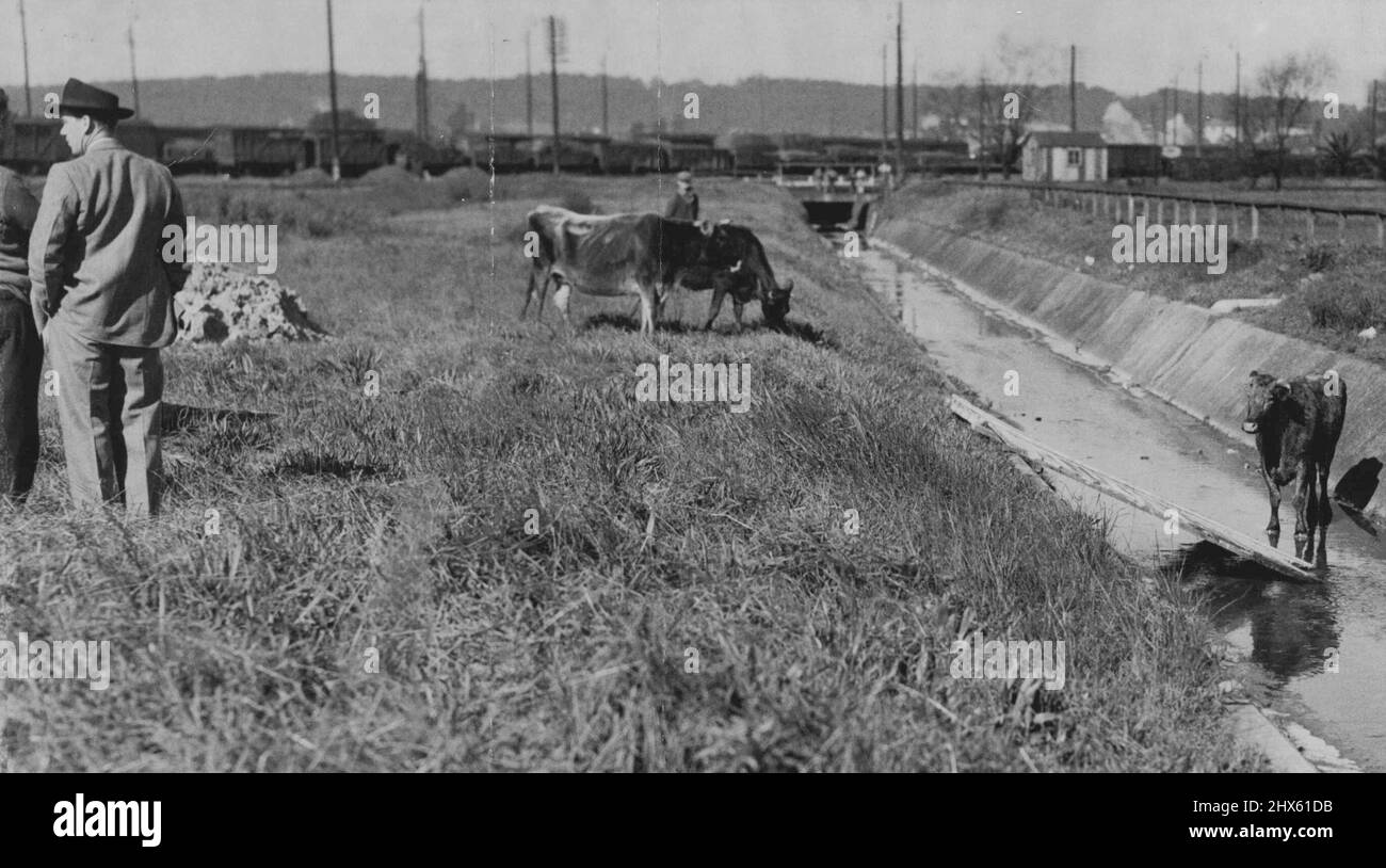 Cows To The Rescue: Two cows were brought from a neighboring pound in an effort to entice the bull which escaped from the Broadmeadow railway goods yards today from the stormwater channel nearby. A timber ramp was erected to help it on to the bank, but it was only able to get its front hooves out the drain. August 09, 1950.;Cows To The Rescue: Two cows were brought from a neighboring pound in an effort to entice the bull which escaped from the Broadmeadow railway goods yards today from the storm Stock Photo