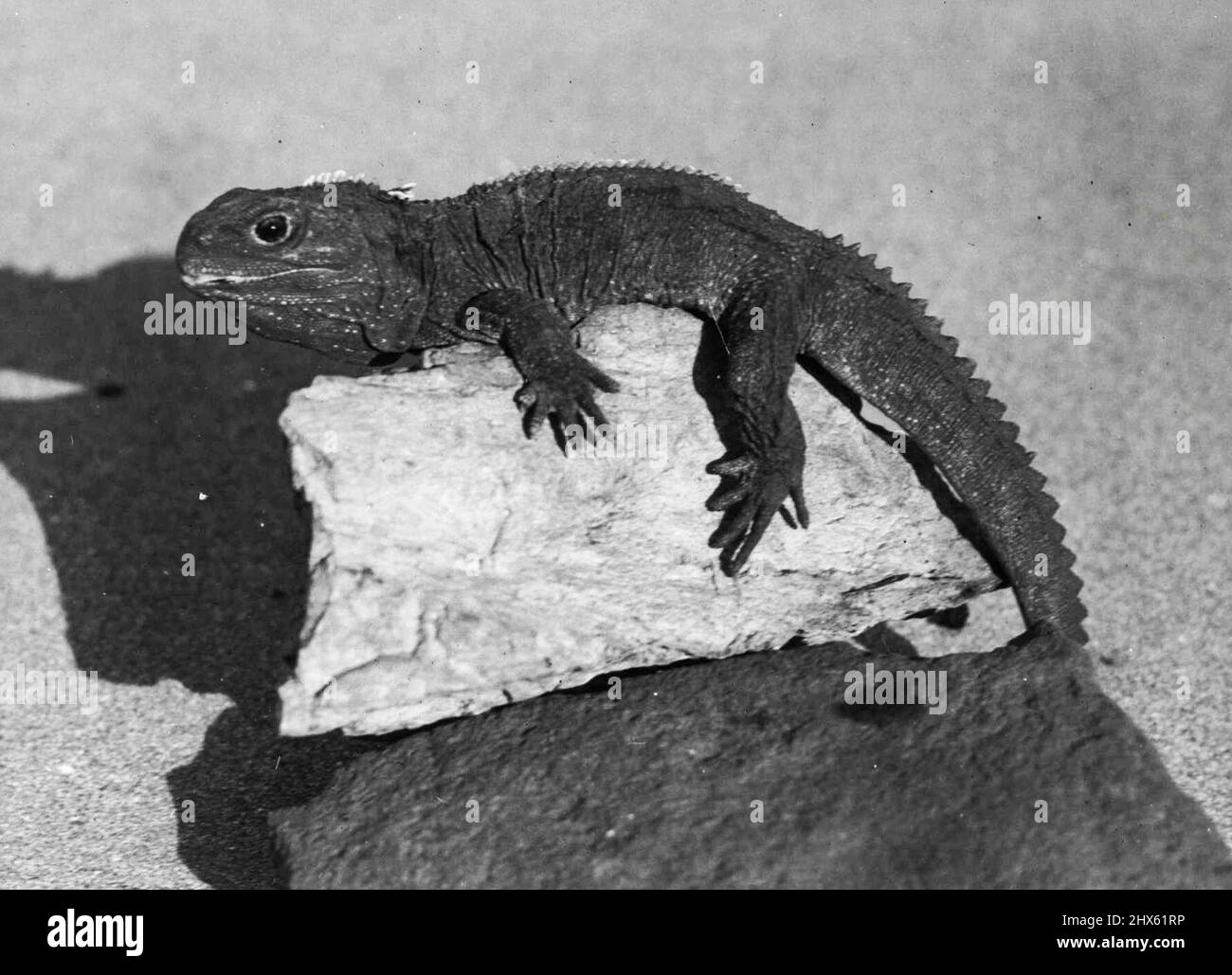 Cook Strait Fossil Hi res Stock Photography And Images Alamy cook-strait-fossil-hi-res-stock-photography-and-images-alamy