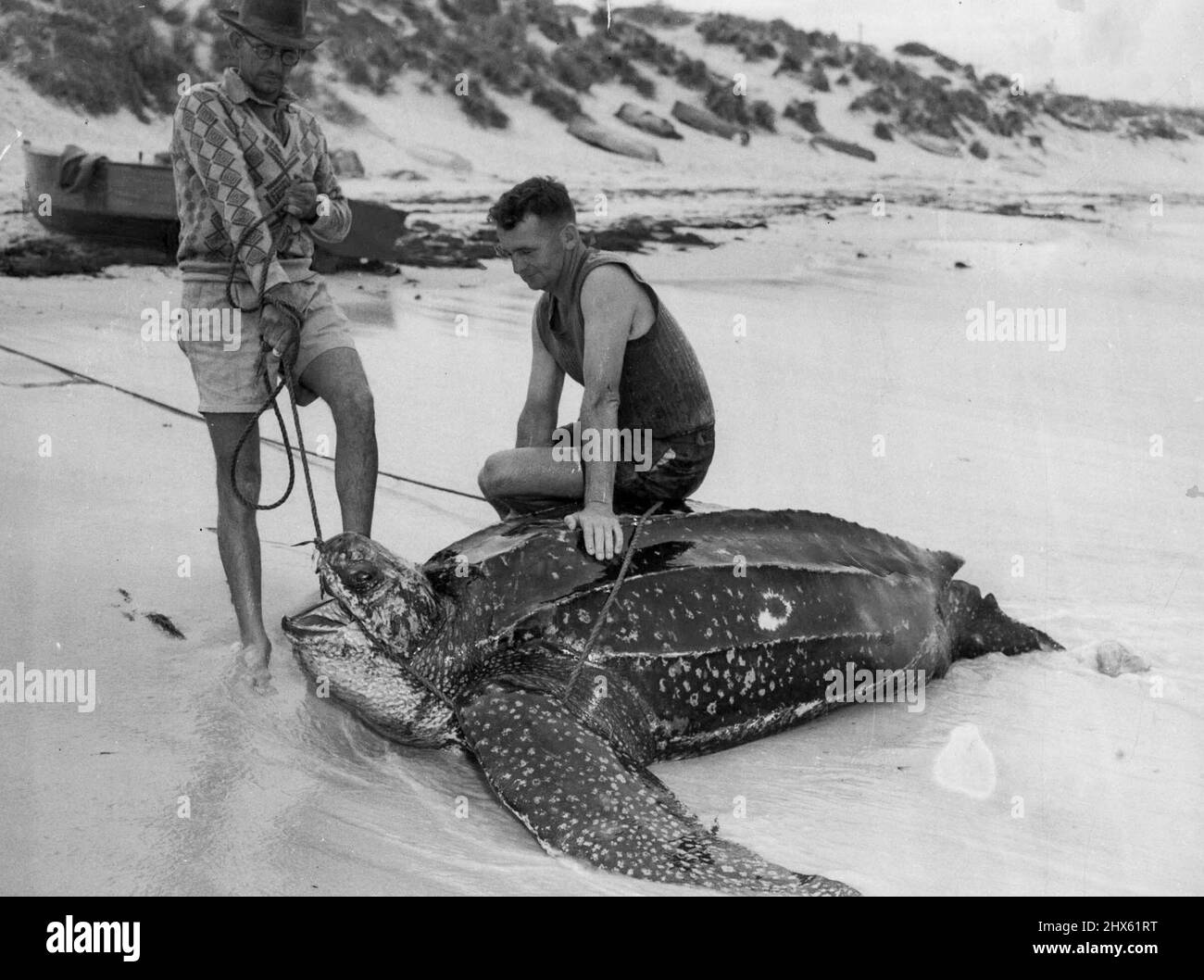 There's The Best part of a ton weight in this 7ft 6in turtle caught by fisherman John Harvey (right) when it became entangled in his shark line off Cottesloe Beach (W.A). It was a job for Harvey to tow the turtle to shore in his dinghy. April 19, 1952. Stock Photo