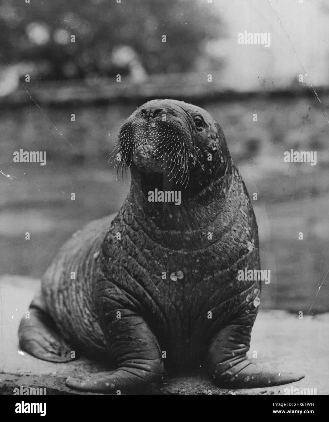 Hoehling Walrus Walrus - the ideal host. July 29, 1952. (Photo by North  American Newspaper Alliance Stock Photo - Alamy