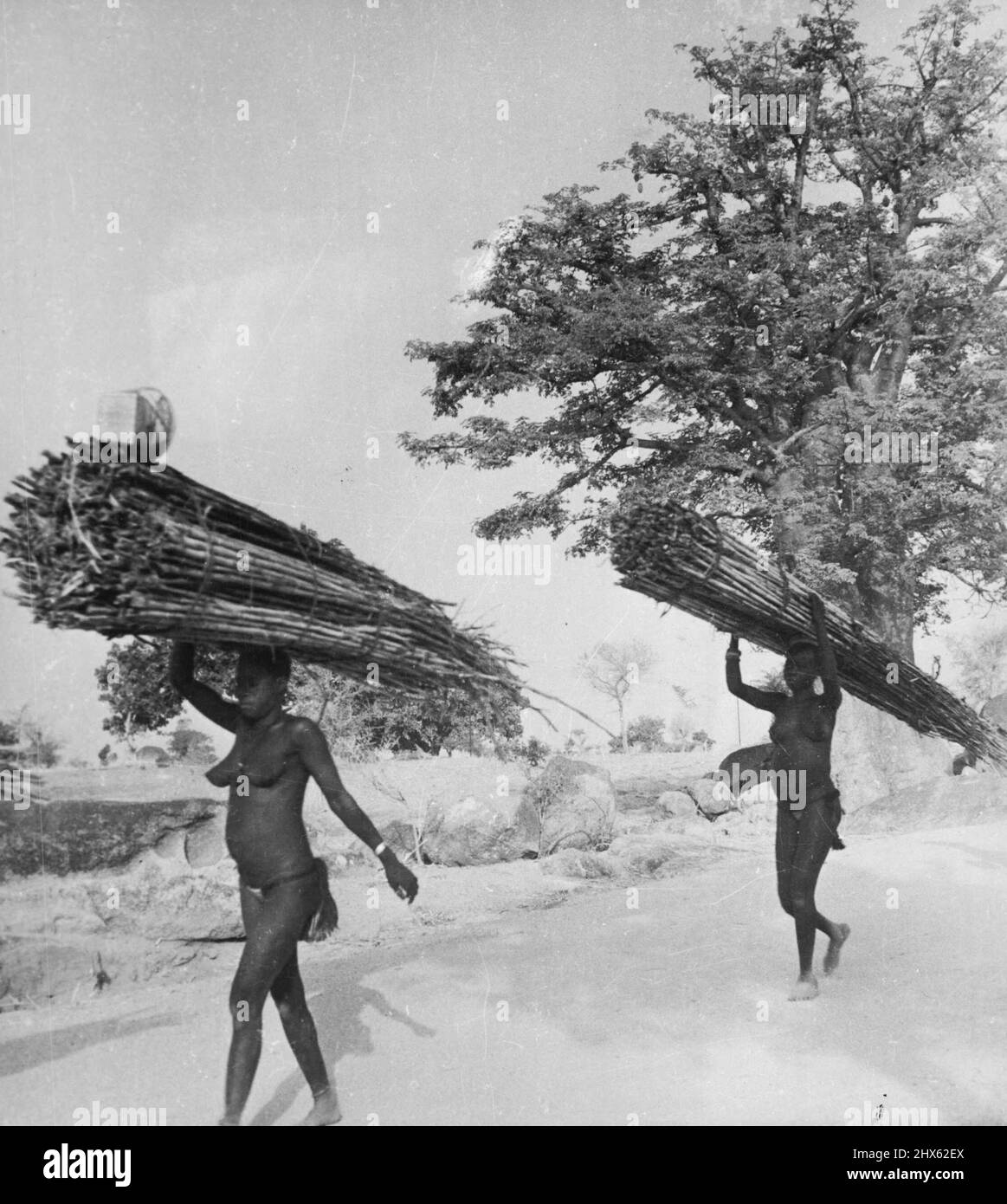 Pagans Of The Northern Territories, Gold Coast: The Furafuras At Work -- Furafura women carry firewood home from the market at Bolgatanga, It is a scarce commodity in this burnt-up plain, and comparatively expensive. Almost invariably it is the women who do the carrying of heavy loads. December 04, 1947. (Photo by Pictorial Press).;Pagans Of The Northern Territories, Gold Coast: The Furafuras At Work -- Furafura women carry firewood home from the market at Bolgatanga, It is a scarce commodity in Stock Photo