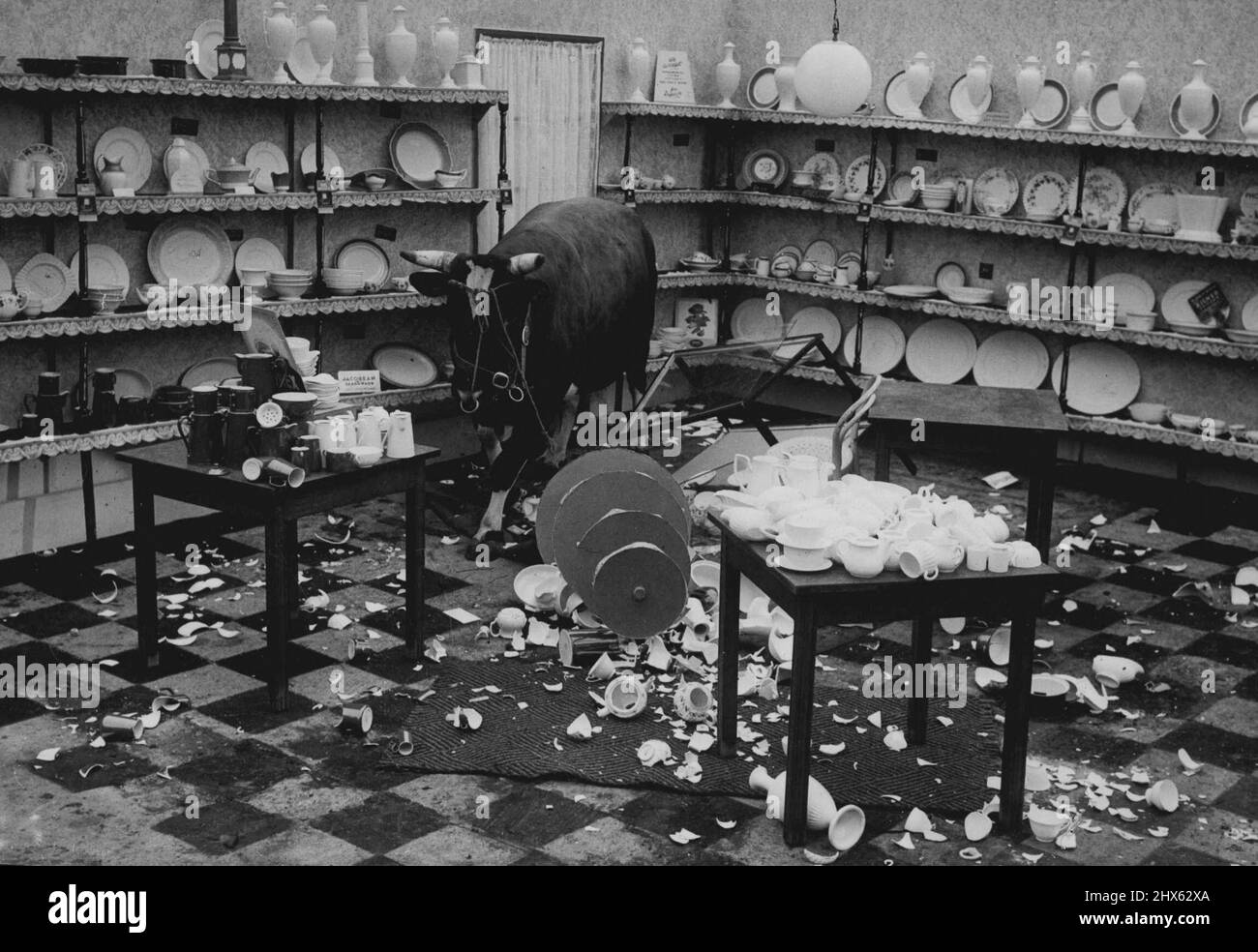 Generic Bull in a China shop. July 27, 1950. (Photo by Daily Mail Contact Picture). Stock Photo
