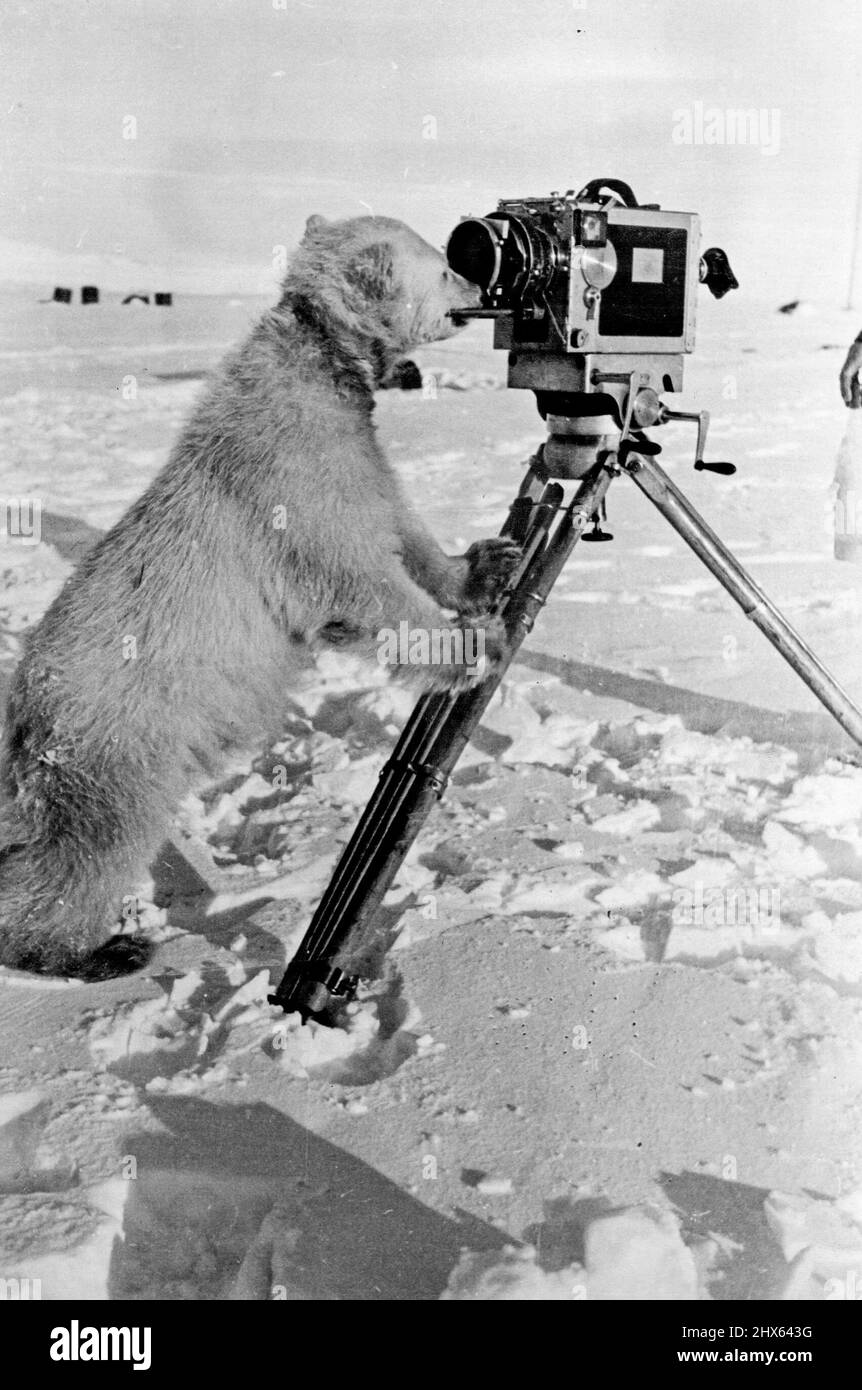 On the North Pole (1937): An extremely curious dweller of the North Pole. February 1, 1938. (Photo by Soyuzphoto). Stock Photo