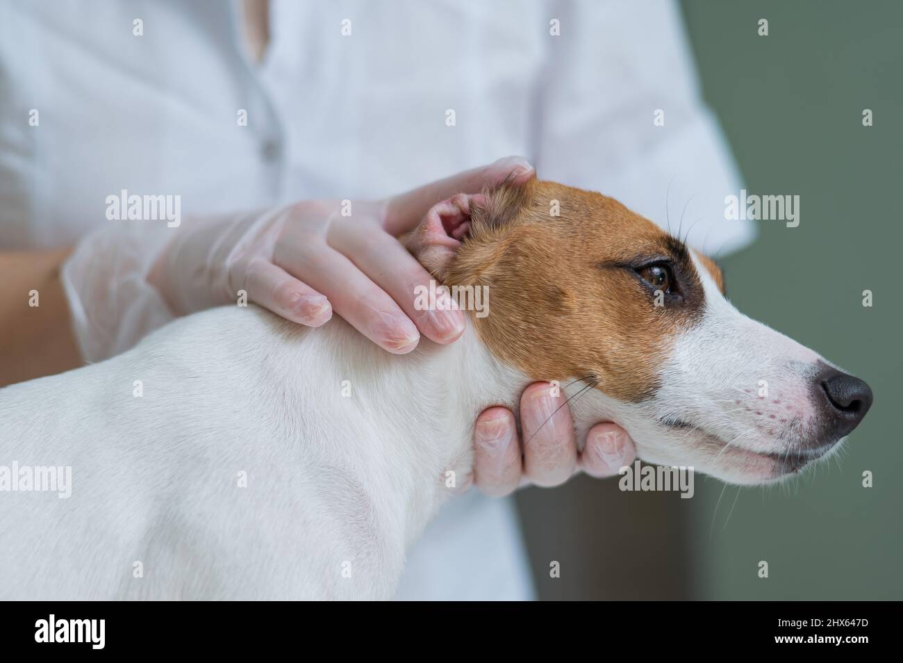The veterinarian examines the dog's ears. Jack Russell Terrier Ear Allergy Stock Photo Alamy
