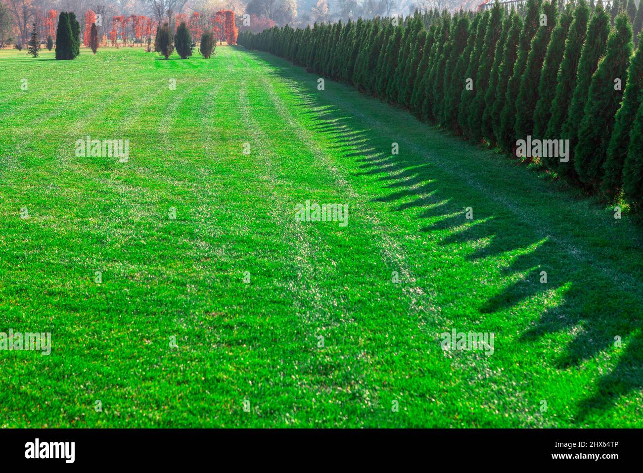 Green botanical garden . Meadow with lawn and shrubs in a row Stock ...