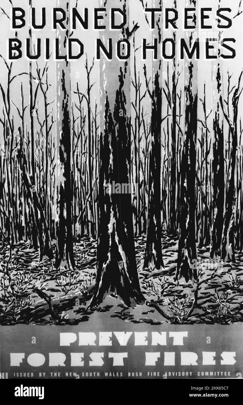 Stark, This grim scene of a forest ravished by fire is one of the many ...
