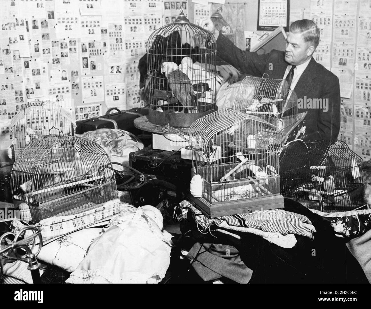 Birds-Radios-Stuffed Cat -- Capt. S. S. Stone of University Police Station is shown above inspecting a portion of the loot taken when his men rounded up what they believed to be a robbery ring operating in Los Angeles for the past year. In the collection is a grandfather clock, 22 radios, six canaries, as many cages, a ***** love bird and a stuffed cat. August 01, 1952. (Photo by Evening News photo). Stock Photo