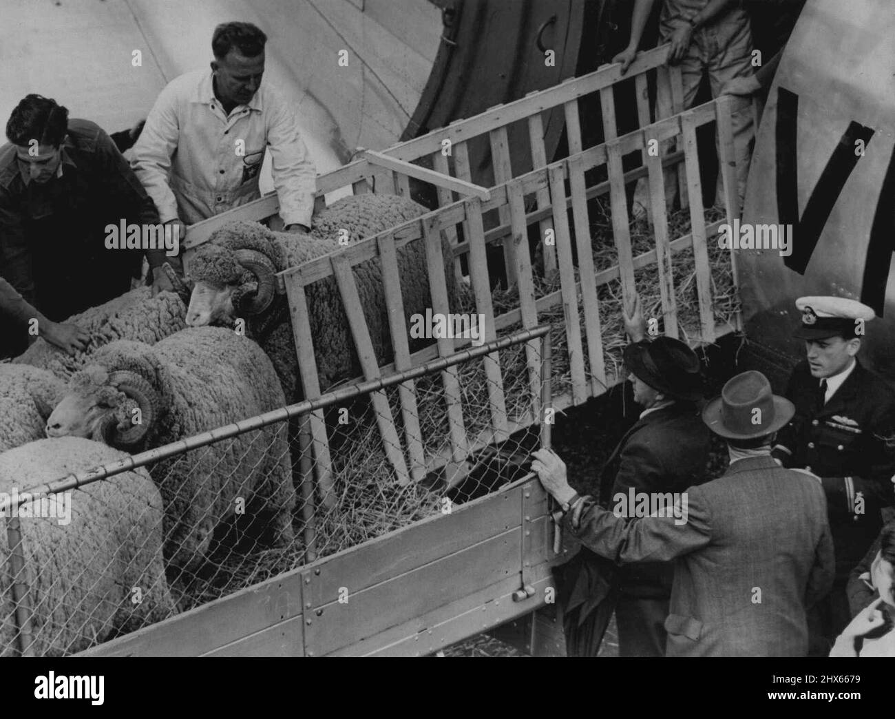 Haddon Rig Rams arriving by plane for Sheep Show. June 2, 1947 Stock
