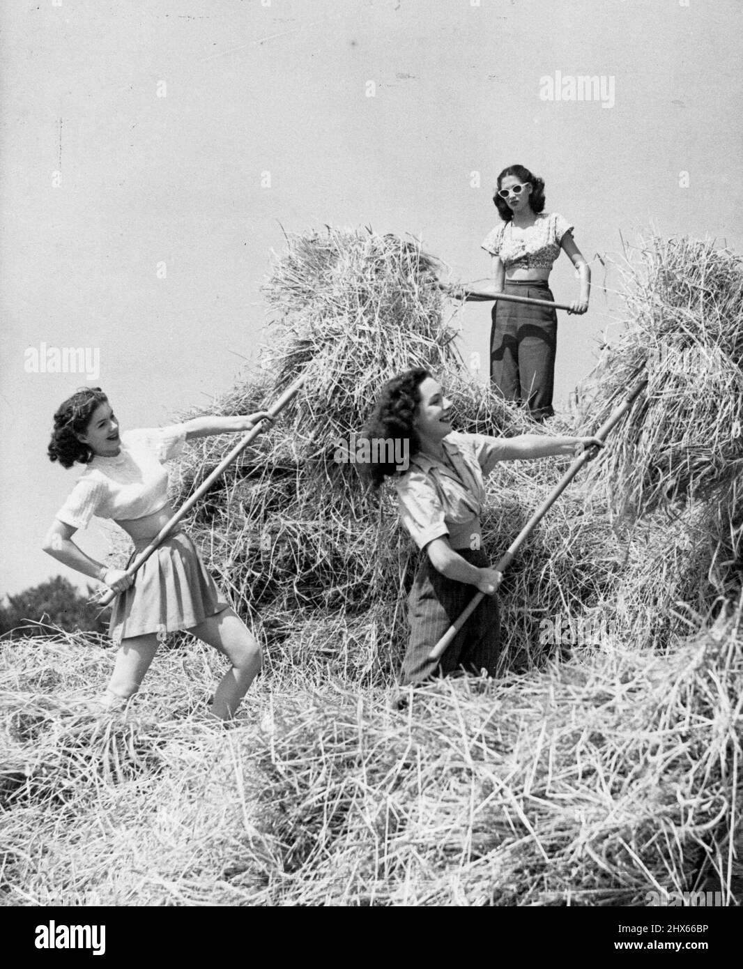 Haytime! -- Everyone knows that the best time to make hay is when the sun shines, and these Windmill girls are no exception. They took a trip between shows down to the National Trust Farm at Polesdon Lacey, Surrey, and went to work with a will helping out with the harvest. August 22, 1947. Stock Photo