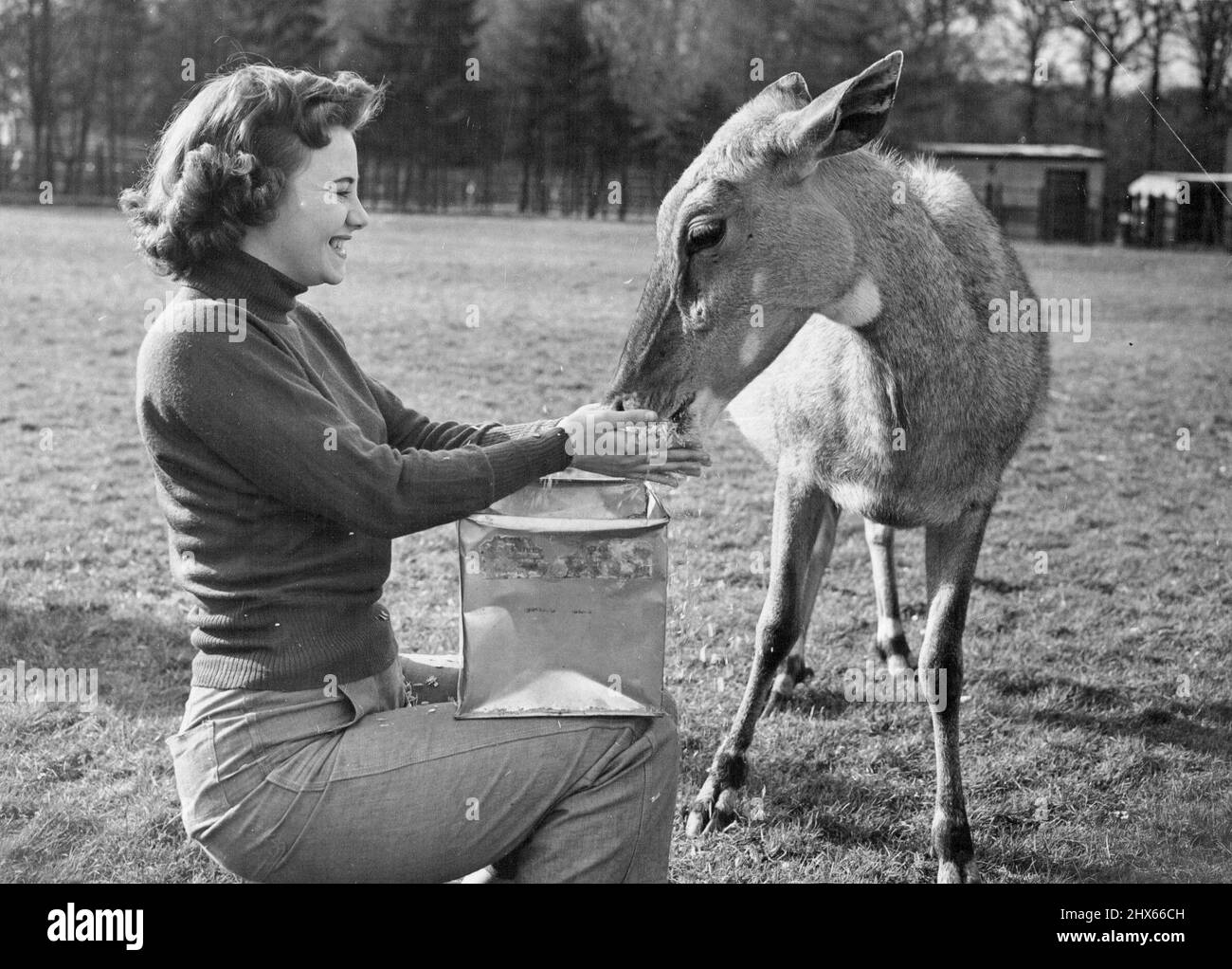 She Knows her Oats -- Feeling full of that Whitsuntide holiday spirit? Want to influence somebody and make a new friend? Take a tip from 19-year-old Windmill Girl Kay Harris. Equipped with no more than a tin of oats and lets of charm, she makes an immediate cattle at Whipenade Zoo, Bedfordshire. Kay, Who lives at Ruislip, Middlesex is seen at Whipsnade during a day off from London's Winsmill Theatre show. May 23, 1953. (Photo by Reuterphoto). Stock Photo