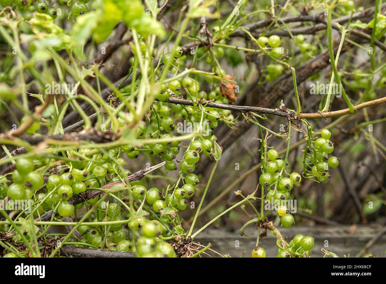 Diseases and pests of berry bushes. Gall Aphid on currants. Damaged leaves on a red currant. Stock Photo