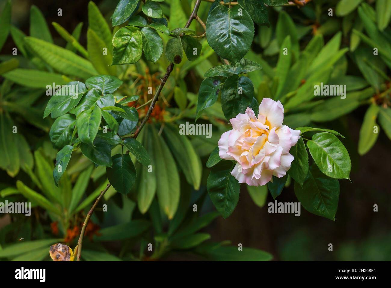 light climbing rose blooming in rhododendron branch Stock Photo - Alamy