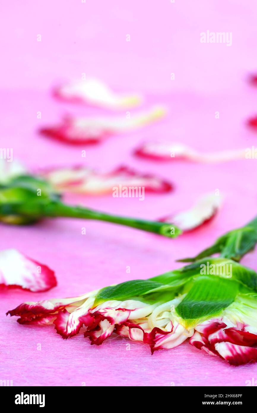 Pressed carnation flower petals in pink and white Stock Photo Alamy