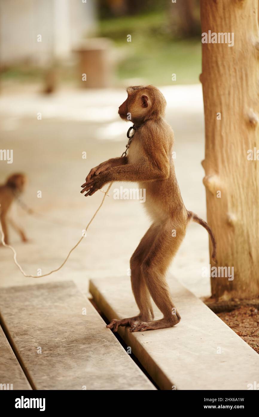 Captive macaque. A captive macaque monkey in Thailand. Stock Photo