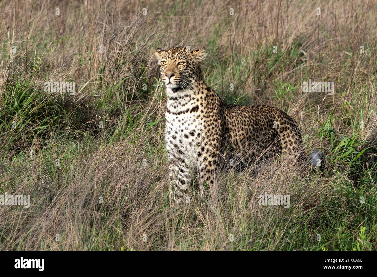 Male African leopard in the bush in South Africa Stock Photo