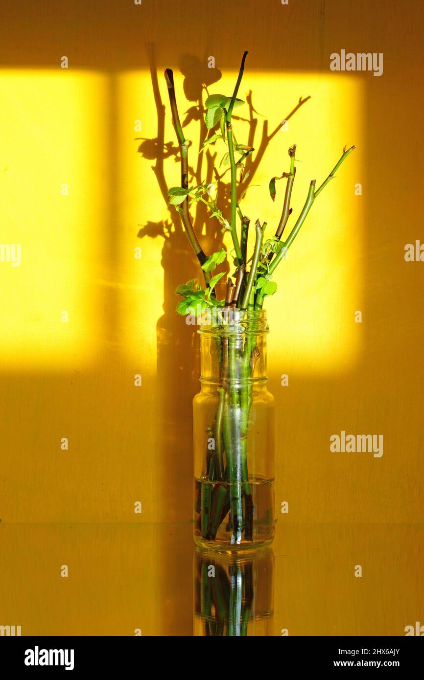 Growing roots from cut rose stems in water Stock Photo Alamy